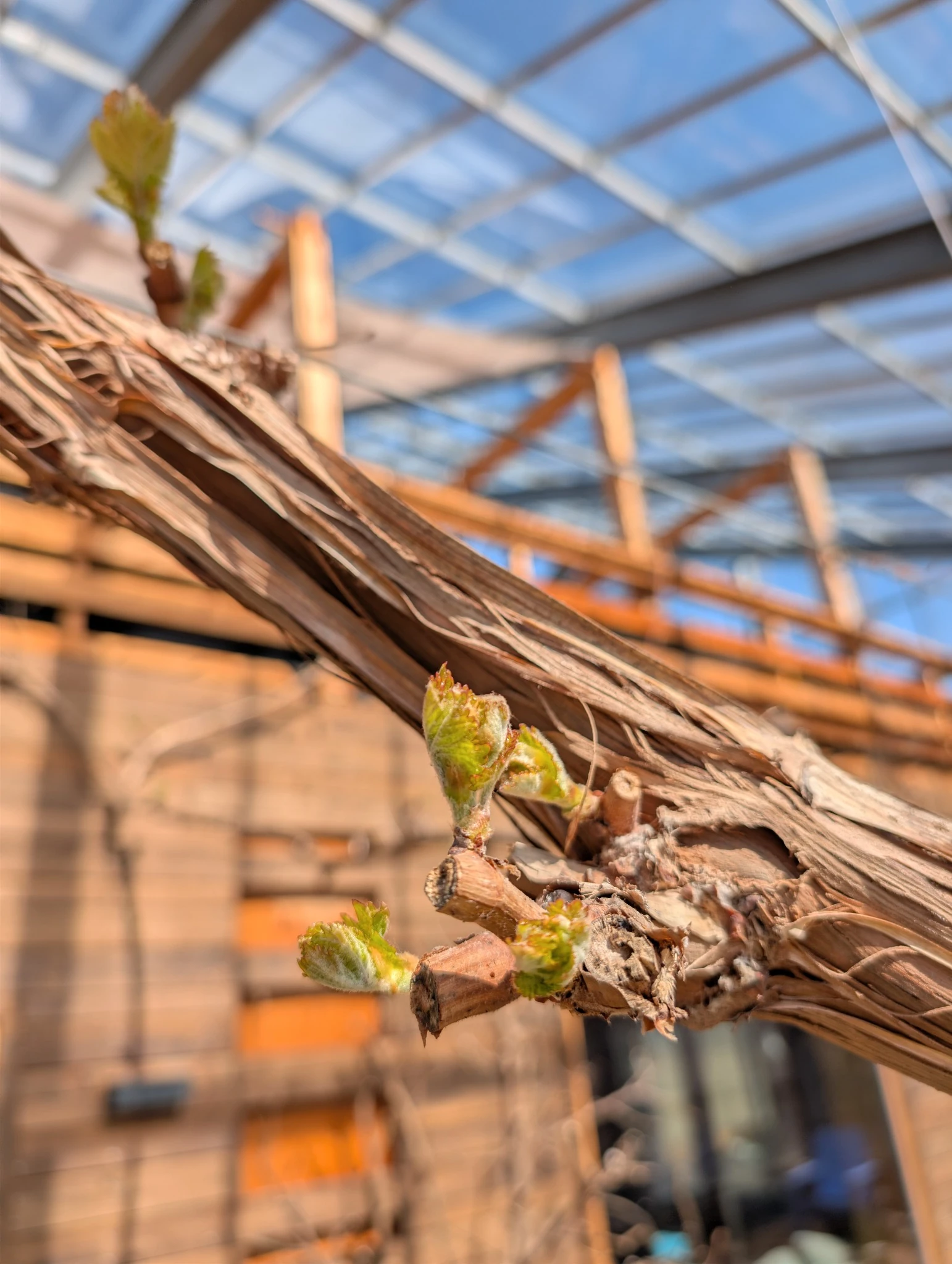 Fresh green buds opening on a woody grapevine, with the timber house and glass roof behind.