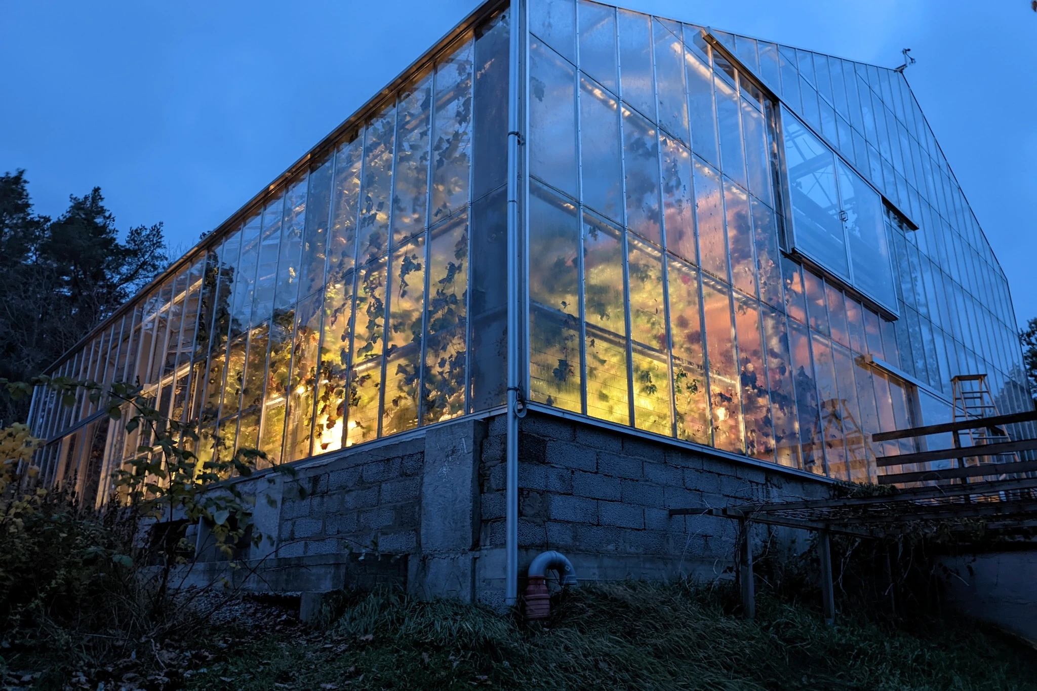 Warm light and climbing vines behind the glass walls of Sundby Naturhus at blue hour.
